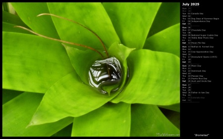 Bromeliad