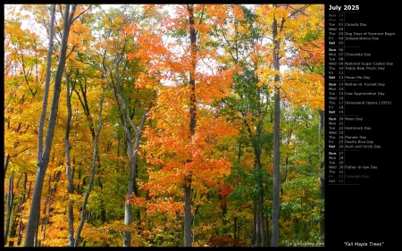 Fall Maple Trees