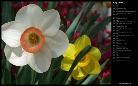 Pair of Daffodils