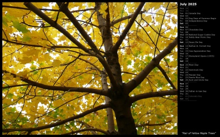 Pair of Yellow Maple Trees