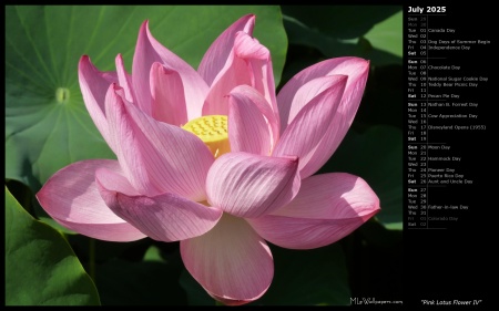 Pink Lotus Flower IV