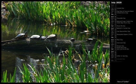 Row of Turtles