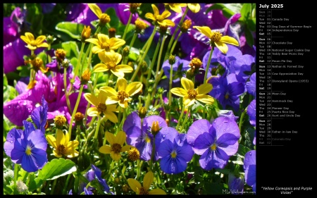 Yellow Coreopsis and Purple Violas