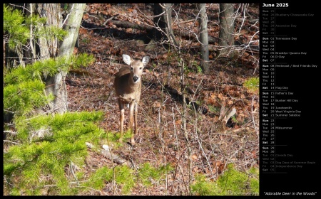 Adorable Deer in the Woods