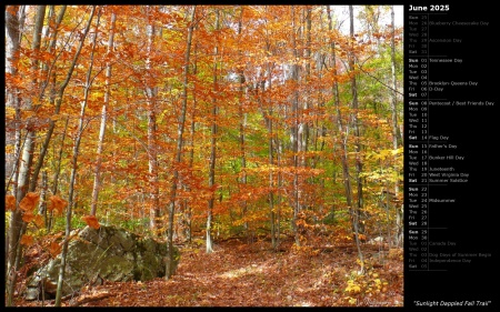 Sunlight Dappled Fall Trail