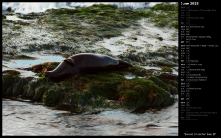 Sunset Lit Harbor Seal II
