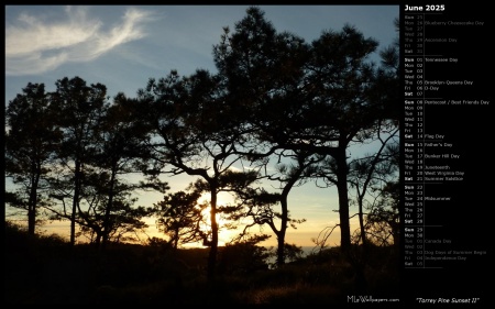 Torrey Pine Sunset II