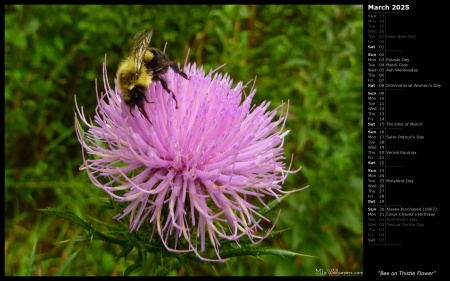 Bee on Thistle Flower