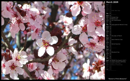 Branch of Pink Blossoms