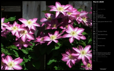 Clematis