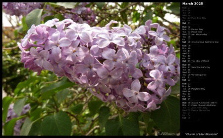 Cluster of Lilac Blossoms