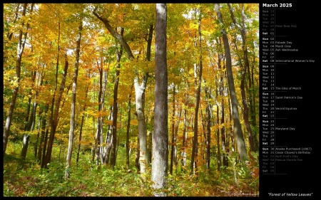 Forest of Yellow Leaves