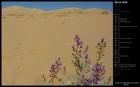Mojave Indigo Bush and Kelso Dunes