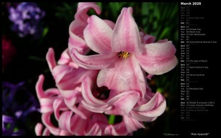 Pink Hyacinth