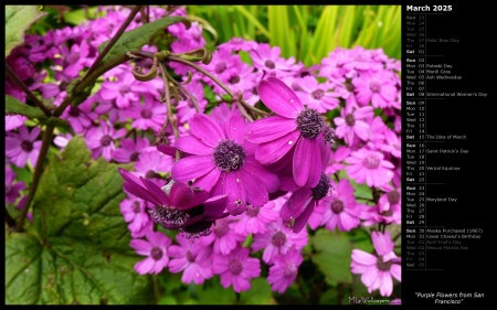 Purple Flowers from San Francisco