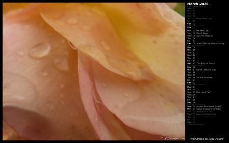 Raindrops on Rose Petals