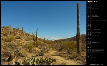 Saguaro's Carillo Trail