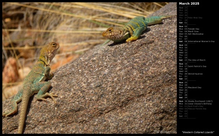 Western Collared Lizards