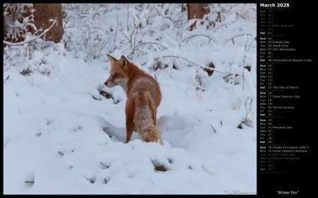 Winter Fox