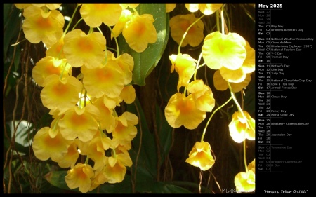 Hanging Yellow Orchids