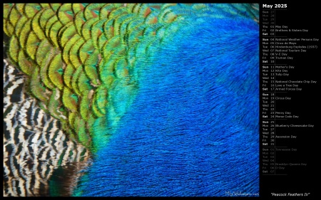 Peacock Feathers IV
