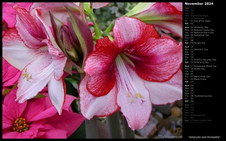 Amaryllis and Poinsettia