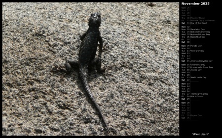 Black Lizard