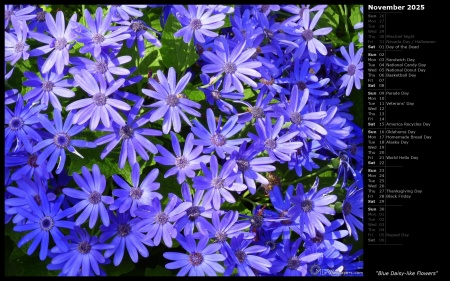 Blue Daisy-like Flowers