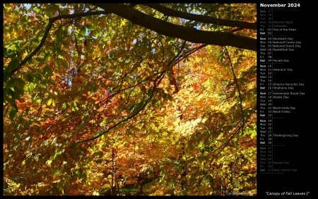 Canopy of Fall Leaves I