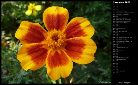 Disco Marigold