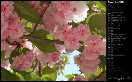 Double Blossoming Cherry Tree III