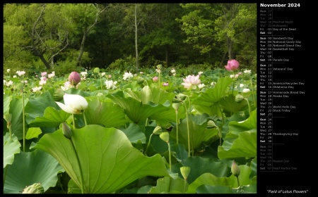 Field of Lotus Flowers