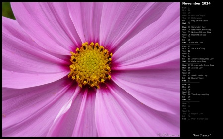 Pink Cosmos