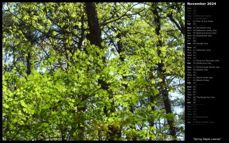 Spring Maple Leaves