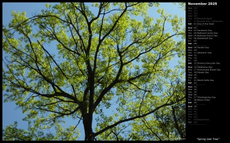 Spring Oak Tree