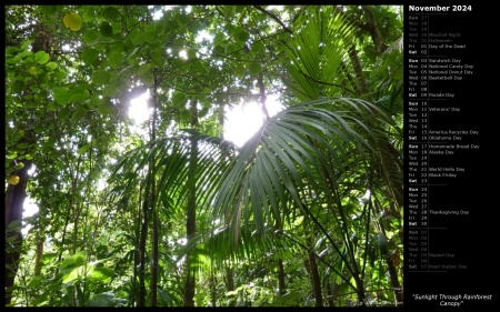 Sunlight Through Rainforest Canopy