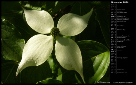 Sunlit Dogwood Blossom