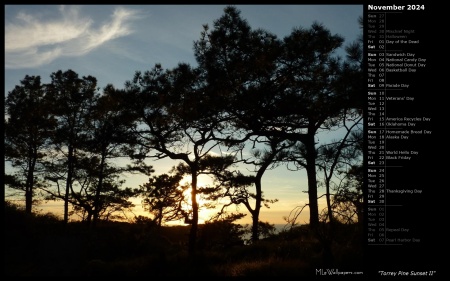 Torrey Pine Sunset II