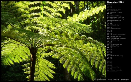 Tree Fern in the Rainforest