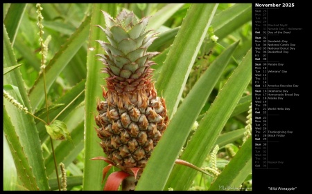 Wild Pineapple