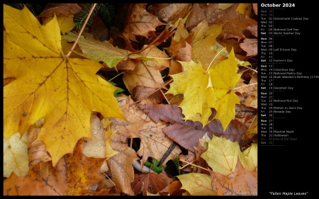 Fallen Maple Leaves