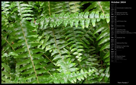 Fern Fronds I