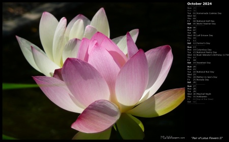 Pair of Lotus Flowers II