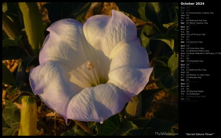Sacred Datura Flower