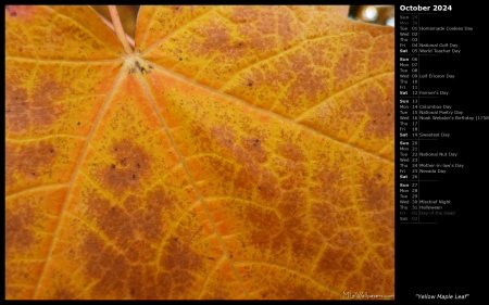 Yellow Maple Leaf