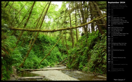 Fern Canyon I