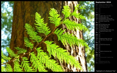 Highlights of a Redwood Tree