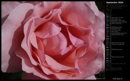 Pink Rose II