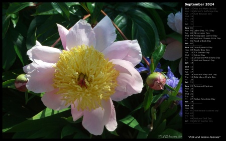 Pink and Yellow Peonies