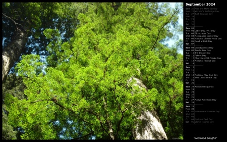 Redwood Boughs